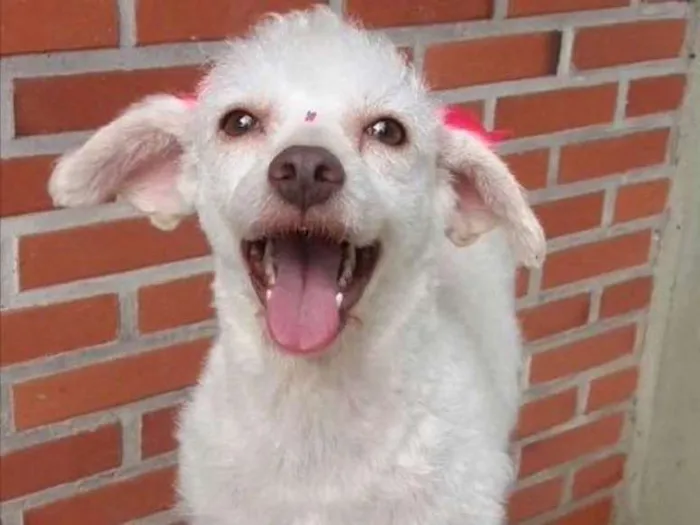 Cachorro ra a Poodle idade 2 anos nome Snow