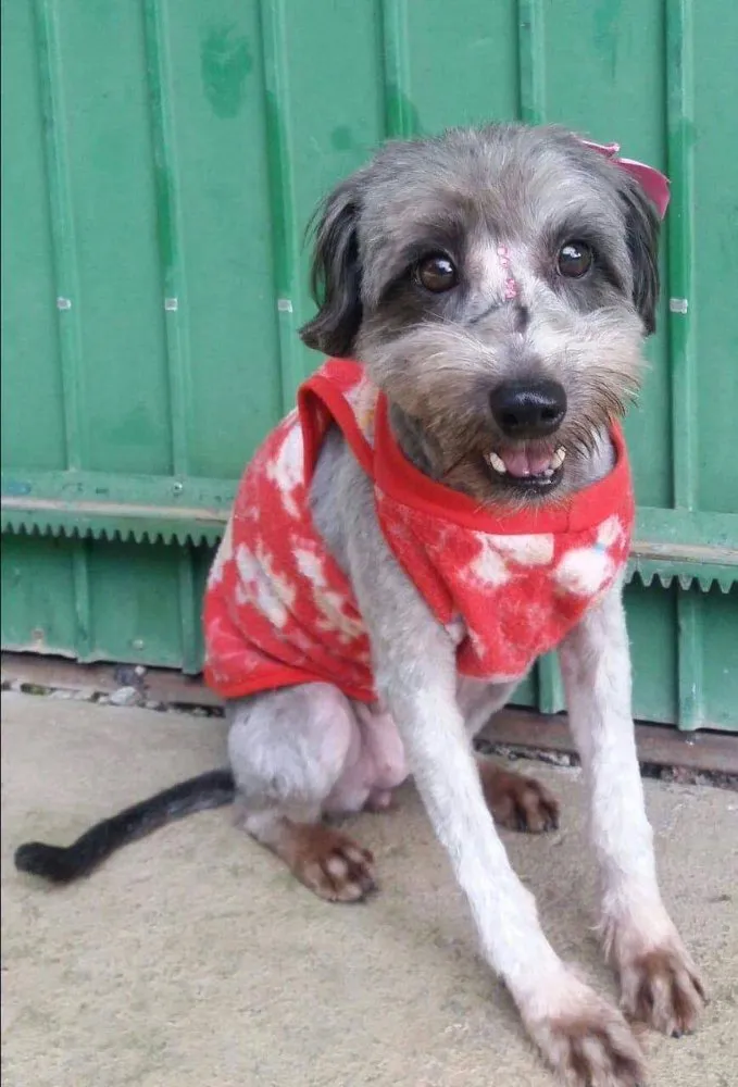 Cachorro ra a Sdr idade 3 anos nome Pitucha