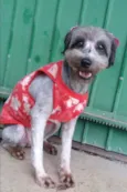 Pitucha