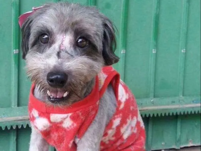 Cachorro ra a Sdr idade 3 anos nome Pitucha