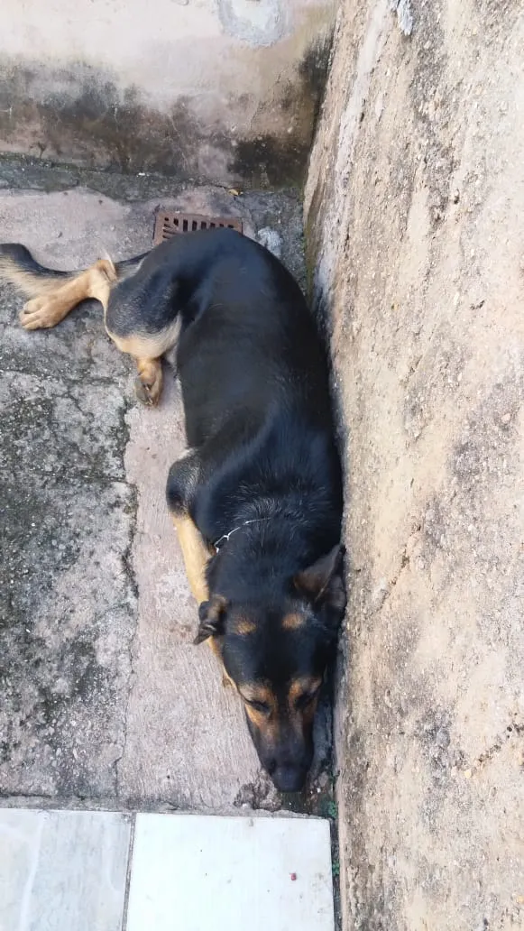 Cachorro raça Pastor alemão  idade 1 ano nome Eros