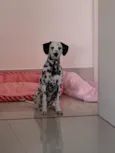 Cruella