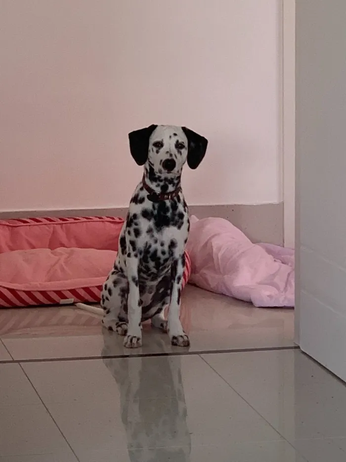 Cachorro ra a Dálmata idade 7 a 11 meses nome Cruella