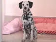 Cruella