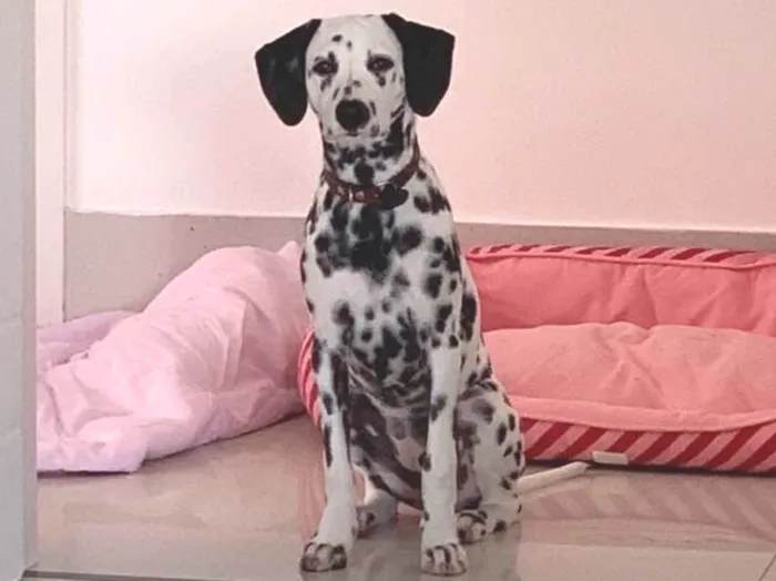 Cachorro ra a Dálmata idade 7 a 11 meses nome Cruella