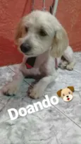 Otto