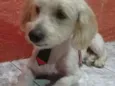 Otto