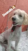 Otto