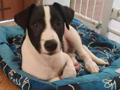 Cachorro raça Srd idade 2 a 6 meses nome Diogo