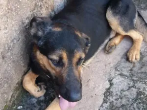 Cachorro raça Pastor alemão  idade 1 ano nome Eros