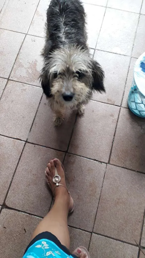 Cachorro ra a Vira lata com shinauzer  idade 5 anos nome Mendy
