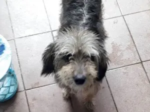 Cachorro raça Vira lata com shinauzer  idade 5 anos nome Mendy