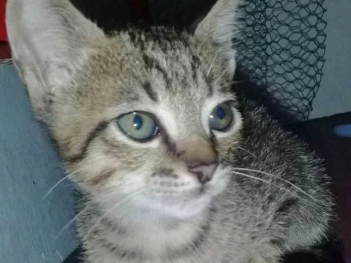 Gato ra a SRD idade Abaixo de 2 meses nome LUCÉLIA