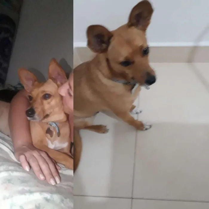 Cachorro ra a Vira lata  idade 5 anos nome Mary 