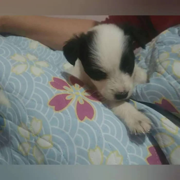 Cachorro raça Srd idade Abaixo de 2 meses nome Sem nome