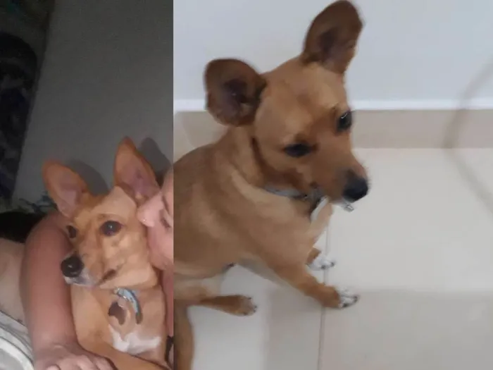 Cachorro ra a Vira lata  idade 5 anos nome Mary 