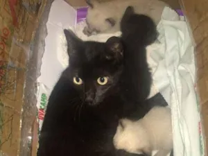 Gato raça  idade  nome Gatos