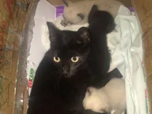 Gato raça  idade  nome Gatos