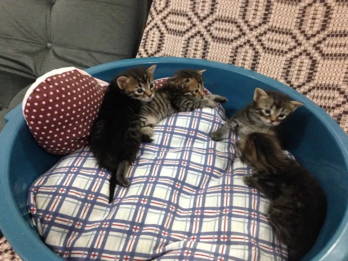 Gato ra a Não definida. idade Abaixo de 2 meses nome Não tem.