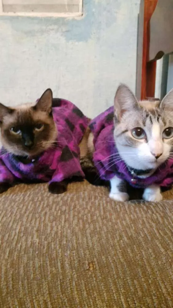 Gato raça Não sei  idade 5 anos nome Marri e Mimi 