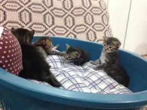 Gato raça Indefinida. idade  nome Mili
