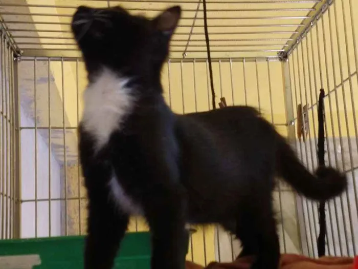 Gato ra a SRD idade 2 a 6 meses nome Lord
