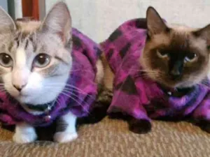 Gato raça Não sei  idade 5 anos nome Marri e Mimi 