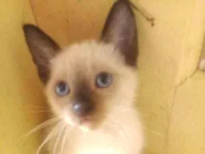 Gato raça Indefinida idade 2 a 6 meses nome Obama