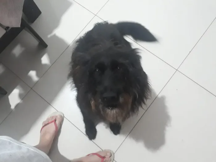 Cachorro raça Mistura de vira lata com labra idade 5 anos nome Lua