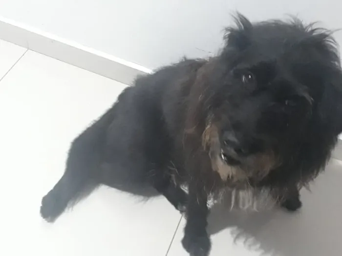 Cachorro raça Mistura de vira lata com labra idade 5 anos nome Lua