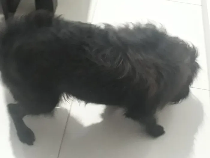 Cachorro raça Mistura de vira lata com labra idade 5 anos nome Lua