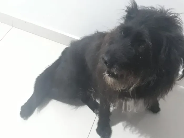 Cachorro raça Mistura de vira lata com labra idade 5 anos nome Lua