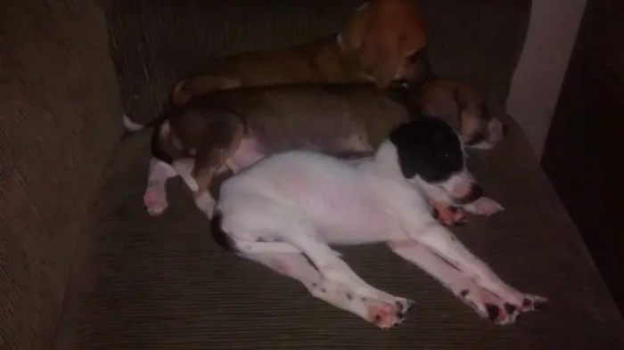 Cachorro raça Sem Raça Definida idade Abaixo de 2 meses nome Mel,Soneca,Pimpolho