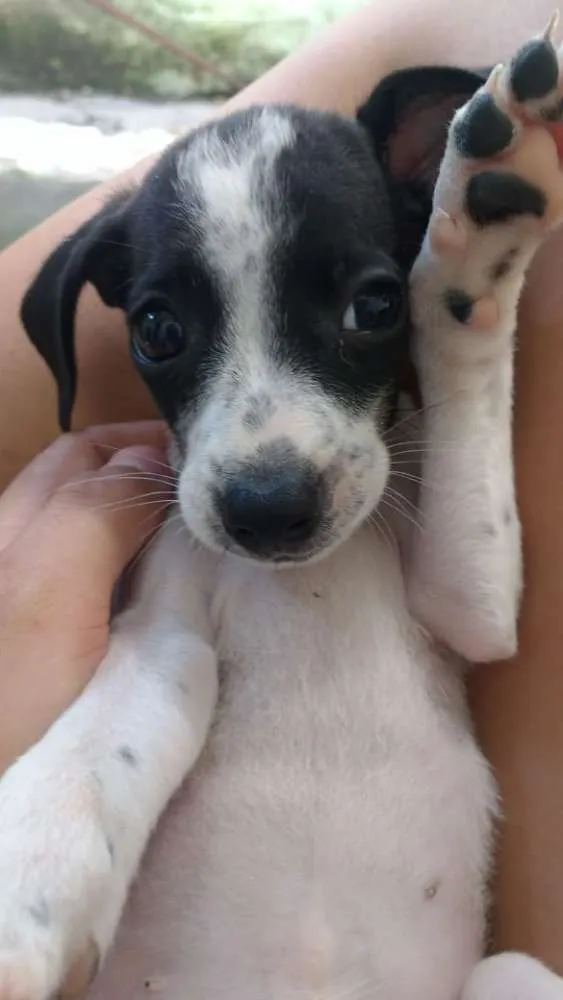 Cachorro raça Sem Raça Definida idade Abaixo de 2 meses nome Mel,Soneca,Pimpolho