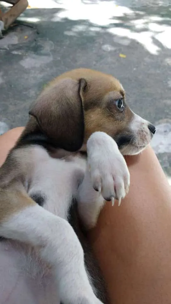 Cachorro raça Sem Raça Definida idade Abaixo de 2 meses nome Mel,Soneca,Pimpolho