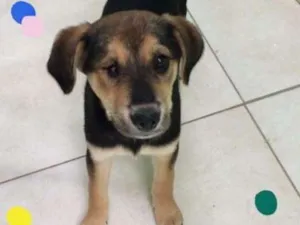 Cachorro raça vira lata  idade 2 a 6 meses nome Lua 