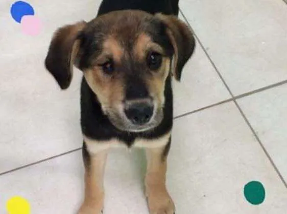 Cachorro ra a vira lata  idade 2 a 6 meses nome Lua 