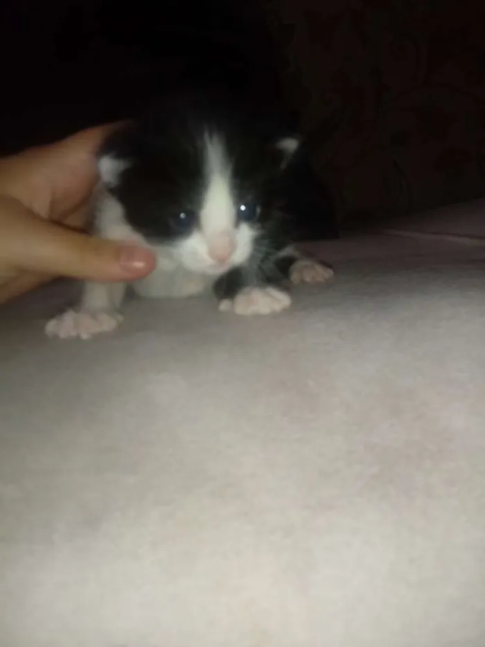 Gato ra a Srd idade Abaixo de 2 meses nome Bruna/ Brisa/ Maite/