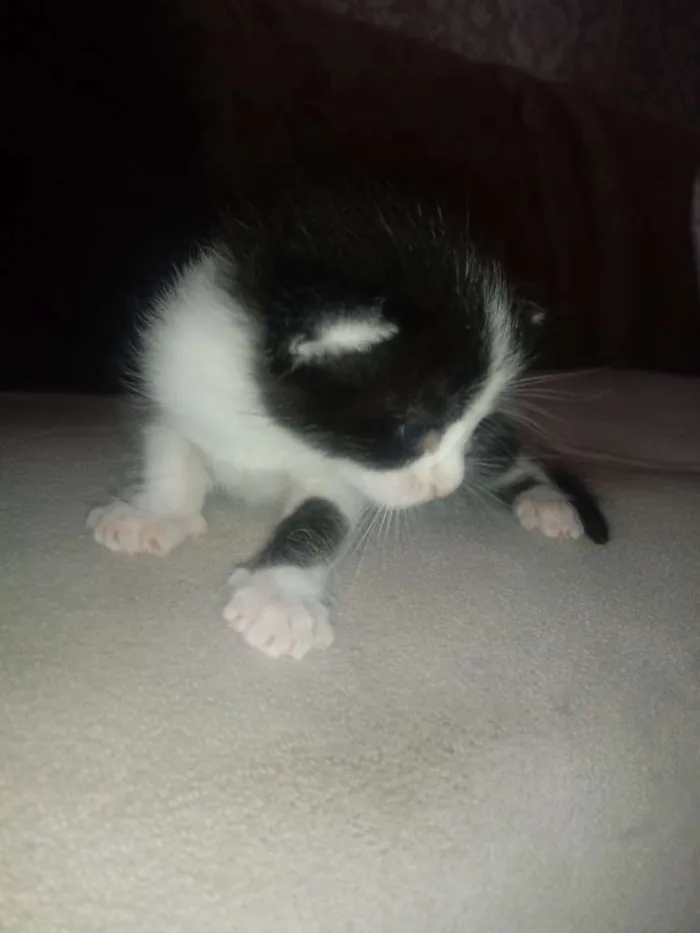 Gato ra a Srd idade Abaixo de 2 meses nome Bruna/ Brisa/ Maite/