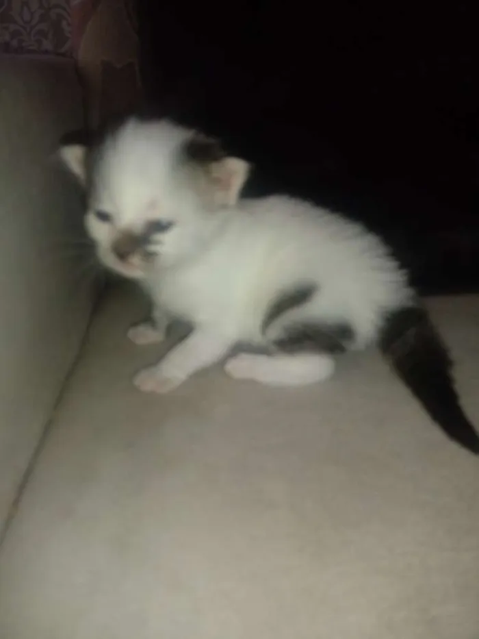 Gato ra a Srd idade Abaixo de 2 meses nome Bruna/ Brisa/ Maite/