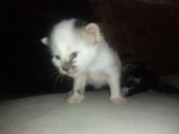 Gato ra a Srd idade Abaixo de 2 meses nome Bruna/ Brisa/ Maite/