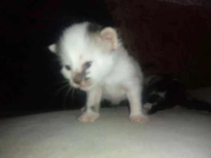 Gato ra a Srd idade Abaixo de 2 meses nome Bruna/ Brisa/ Maite/