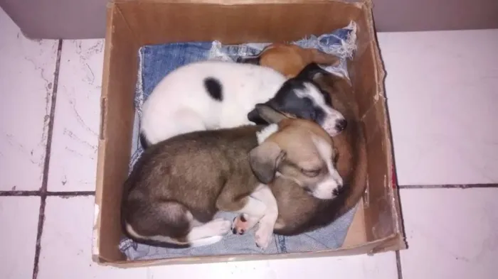 Cachorro raça Sem Raça Definida idade Abaixo de 2 meses nome Mel,Soneca,Pimpolho