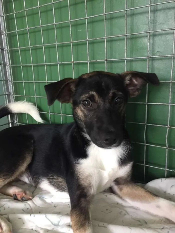 Cachorro ra a vira lata  idade 2 a 6 meses nome Penélope