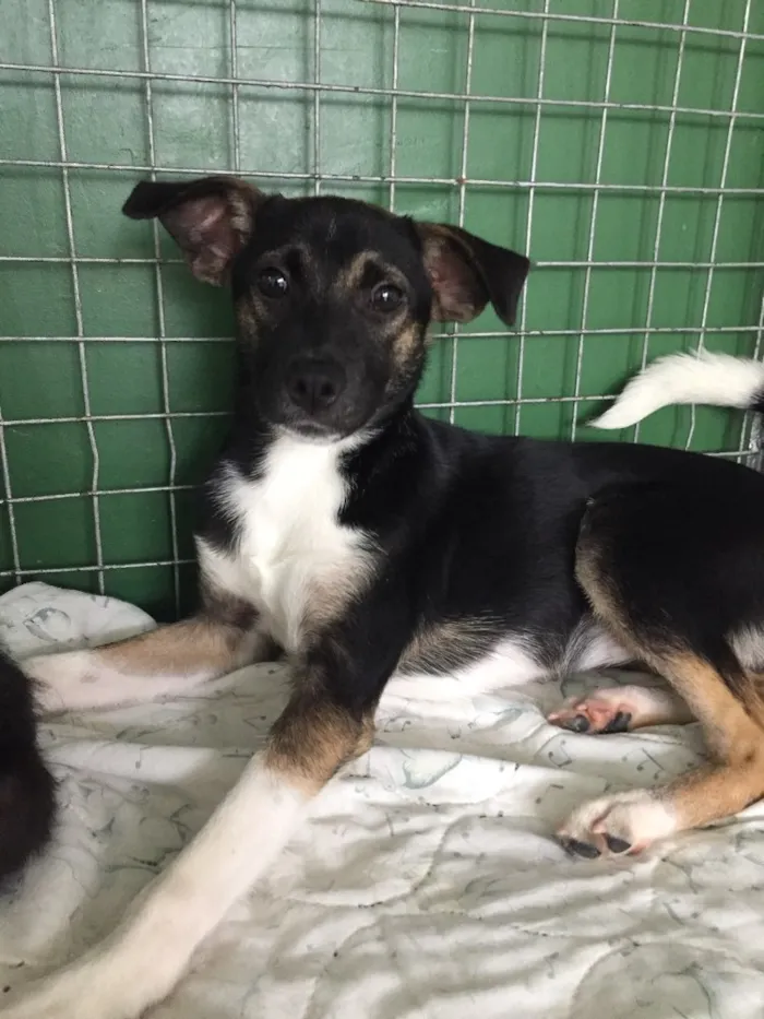 Cachorro ra a vira lata  idade 2 a 6 meses nome Penélope