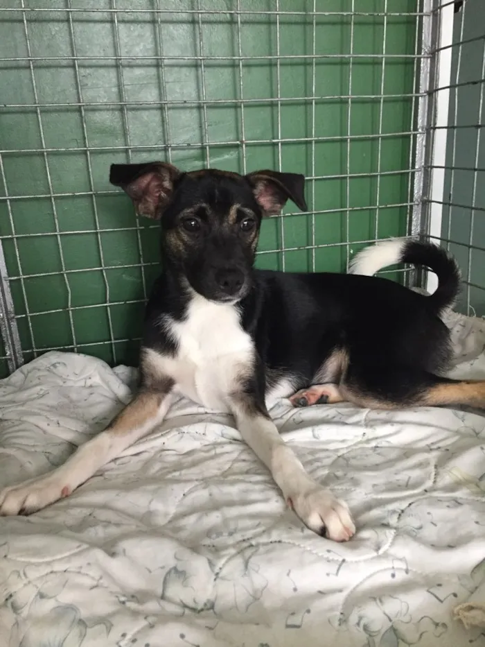 Cachorro ra a vira lata  idade 2 a 6 meses nome Penélope