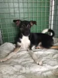 Penélope