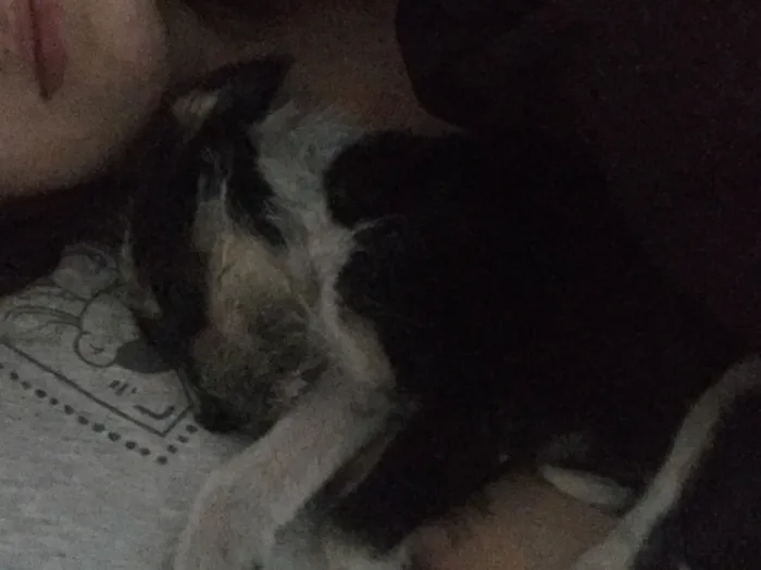 Cachorro ra a vira lata  idade 2 a 6 meses nome Kiwi