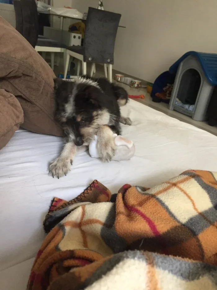 Cachorro ra a vira lata  idade 2 a 6 meses nome Kiwi