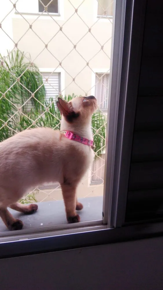Gato ra a - idade 2 a 6 meses nome Marrie